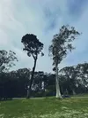 A dark tree and a light tree growing next to each other in San Francisco’s Golden Gate Park