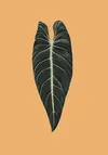 A sketch of a philodendron Melanochrysum leaf using digital brushes to imitate color pencils.
