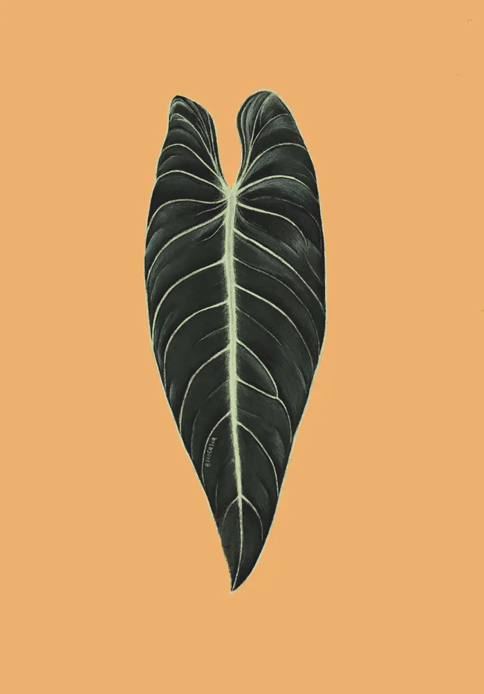 A sketch of a philodendron Melanochrysum leaf using digital brushes to imitate color pencils.