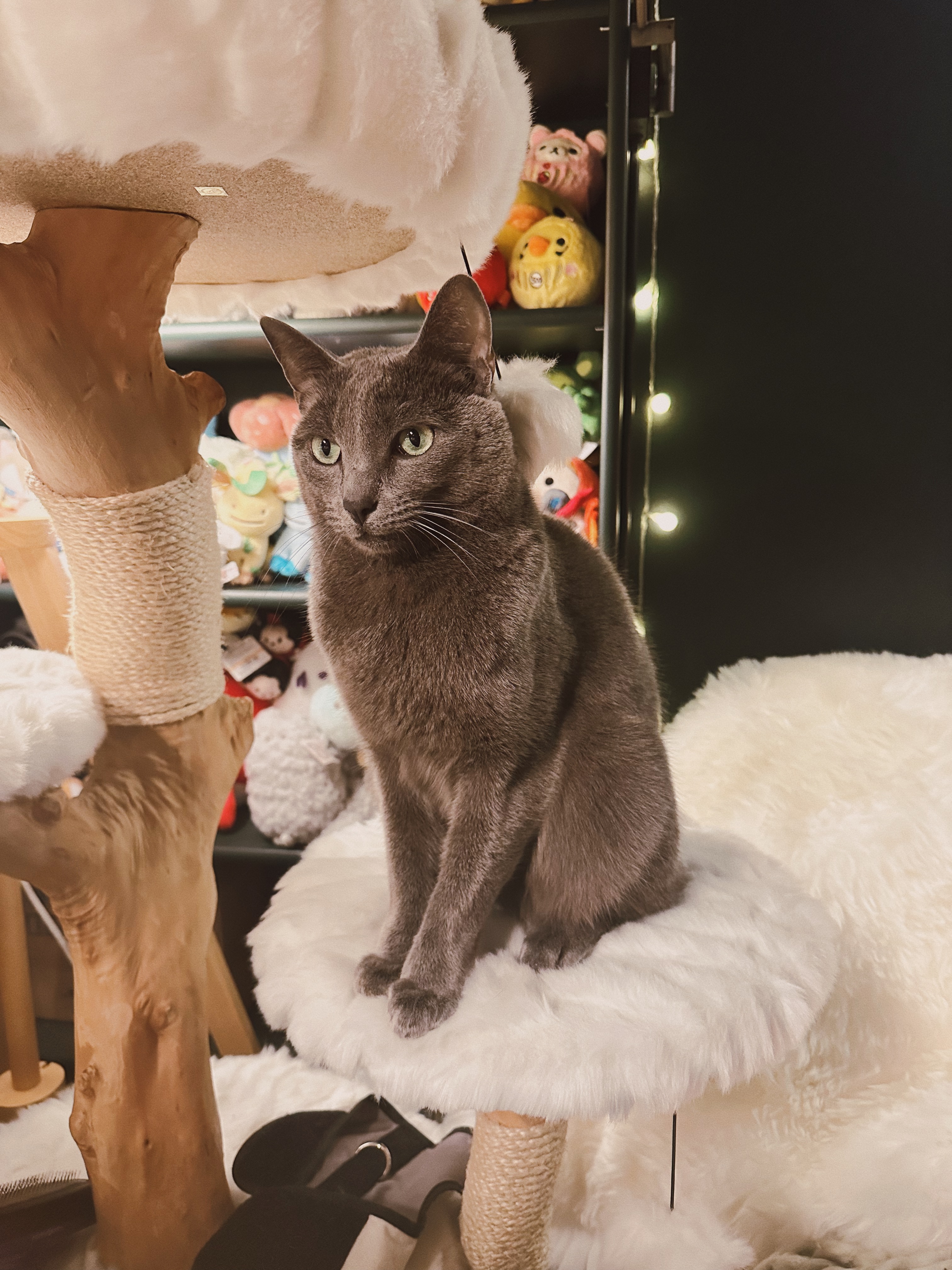 A grey cat sitting on a fluffy cat tree surrounded by stuffed animals.