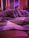 A grey cat sitting on a sofa, wrapped in a grey and white fuzzy blanket.