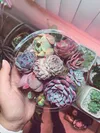 My hand holding a small round clear tray filled with colorful pink and violet succulents.