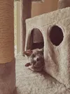 A grey kitten lying down inside a cubby on a cat tower with his head sticking out.