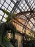 Golden hour sunlight streaming through the glass roof of a greenhouse filled with tropical plants.