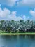 Blue palm trees at Fairchild Tropical Botanic Garden in Coral Gables, Florida.