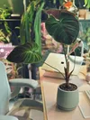 A Philodendron ’El Choco Red’ plant in a six-inch pot, on top of a light wood desk and in front of two large glass cabinets filled with houseplants