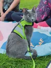 A grey cat wearing a bright green harness and leash sits on a picnic blanket in a grassy outdoor area.