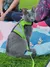 A grey cat wearing a bright green harness and leash sits on a picnic blanket in a grassy outdoor area.