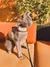 A grey cat with a grey harness sitting in a garden on an outdoor couch with orange cushions.