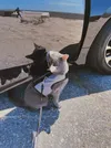 A grey cat looking at his reflection in a car door while sitting at the beach.