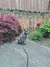 A grey cat with green eyes with a grey harness and green leash sitting quietly in an outdoor garden surrounded by large plants. He looks cold and his fur is puffed up so keep him warm.