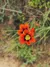 An orange flower in the Marin Headlands in Sausalito, California.