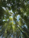 Looking up from beneath the bamboo grove in Arashiyama, with tall bamboo stalks reaching toward the sky and sunlight illuminating their tips.