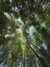 Looking up from beneath the bamboo grove in Arashiyama, with tall bamboo stalks reaching toward the sky and sunlight illuminating their tips.