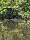 A long necked white bird perched on top of the water surrounded by lush green plants in the Lousiana bayou.