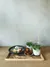 A carefully arranged spread of matcha lattes, kinako-dusted sticky rice balls, and baby castella on a wooden tray atop a wooden table with a minimalist concrete backdrop.