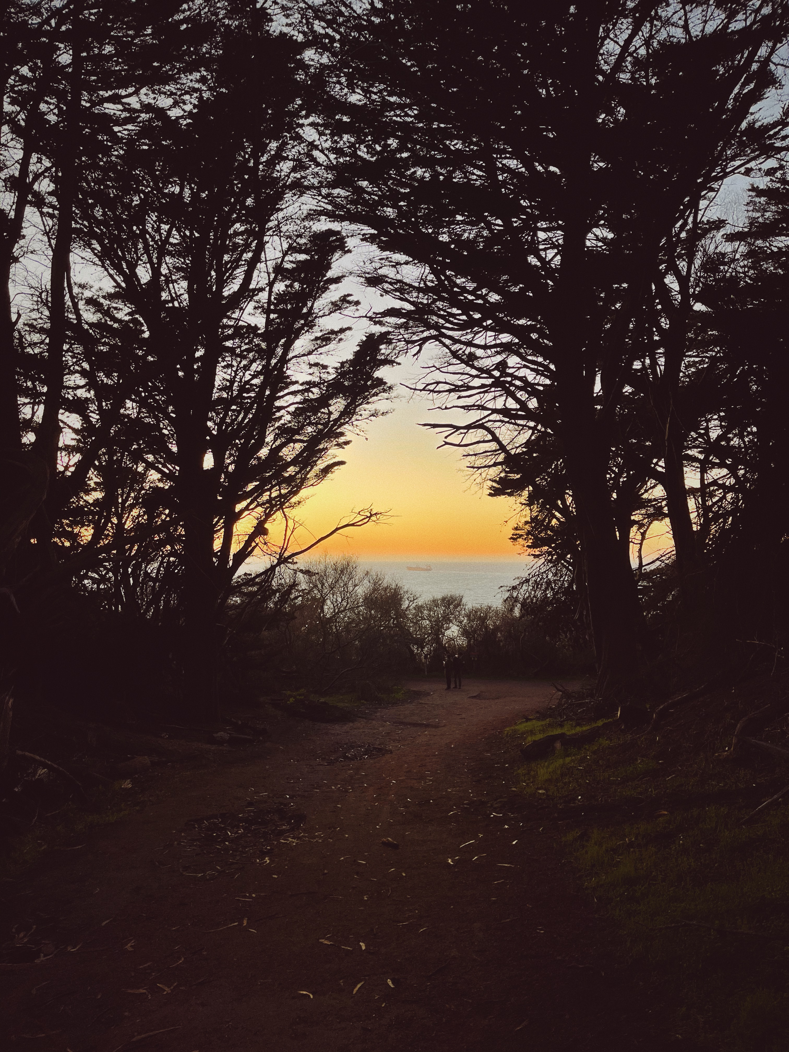 Sunset through the trees at Lands End in San Francisco.