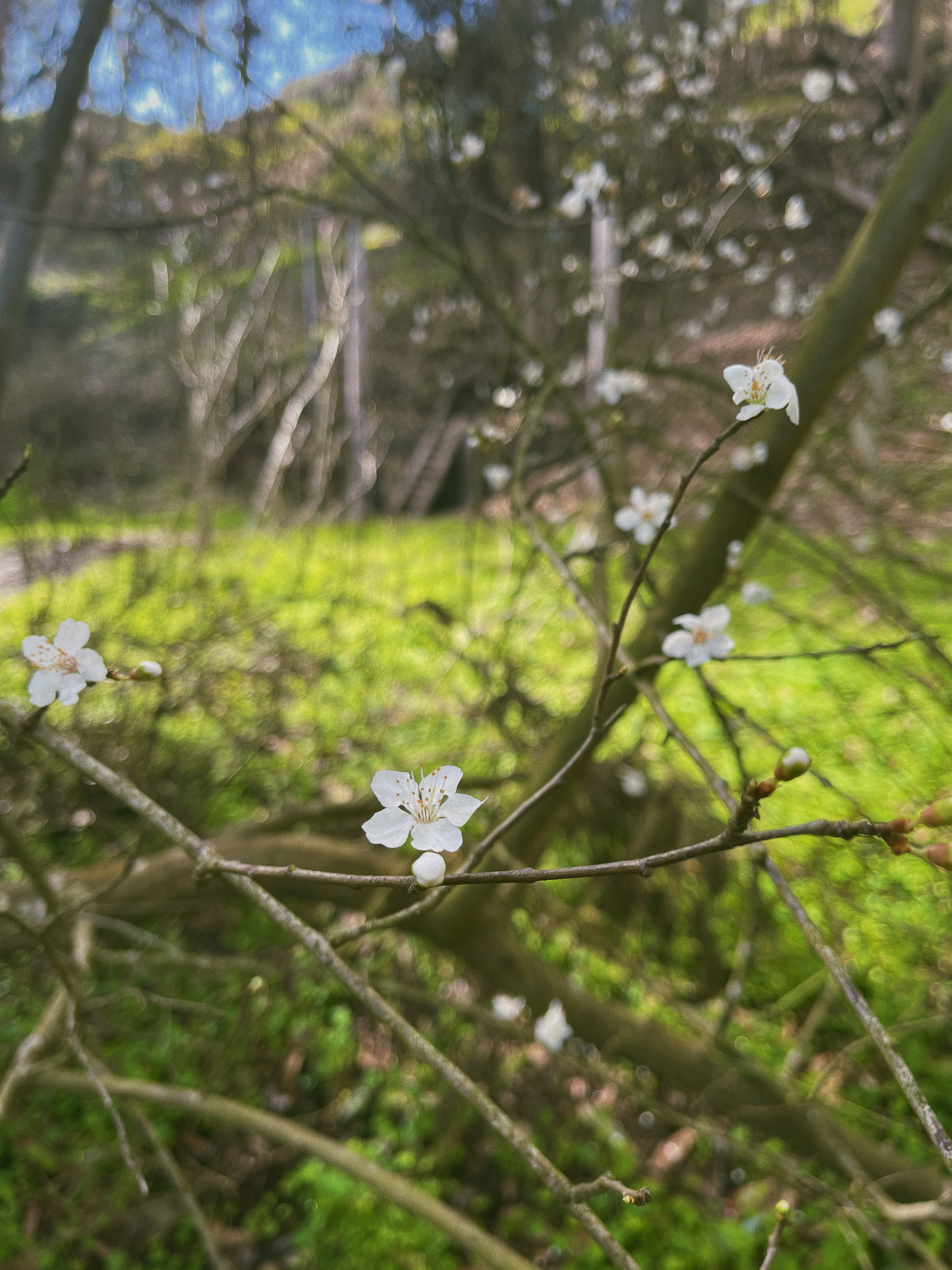 Unknown white flowers at Glen Canyon Park in San Francisco.