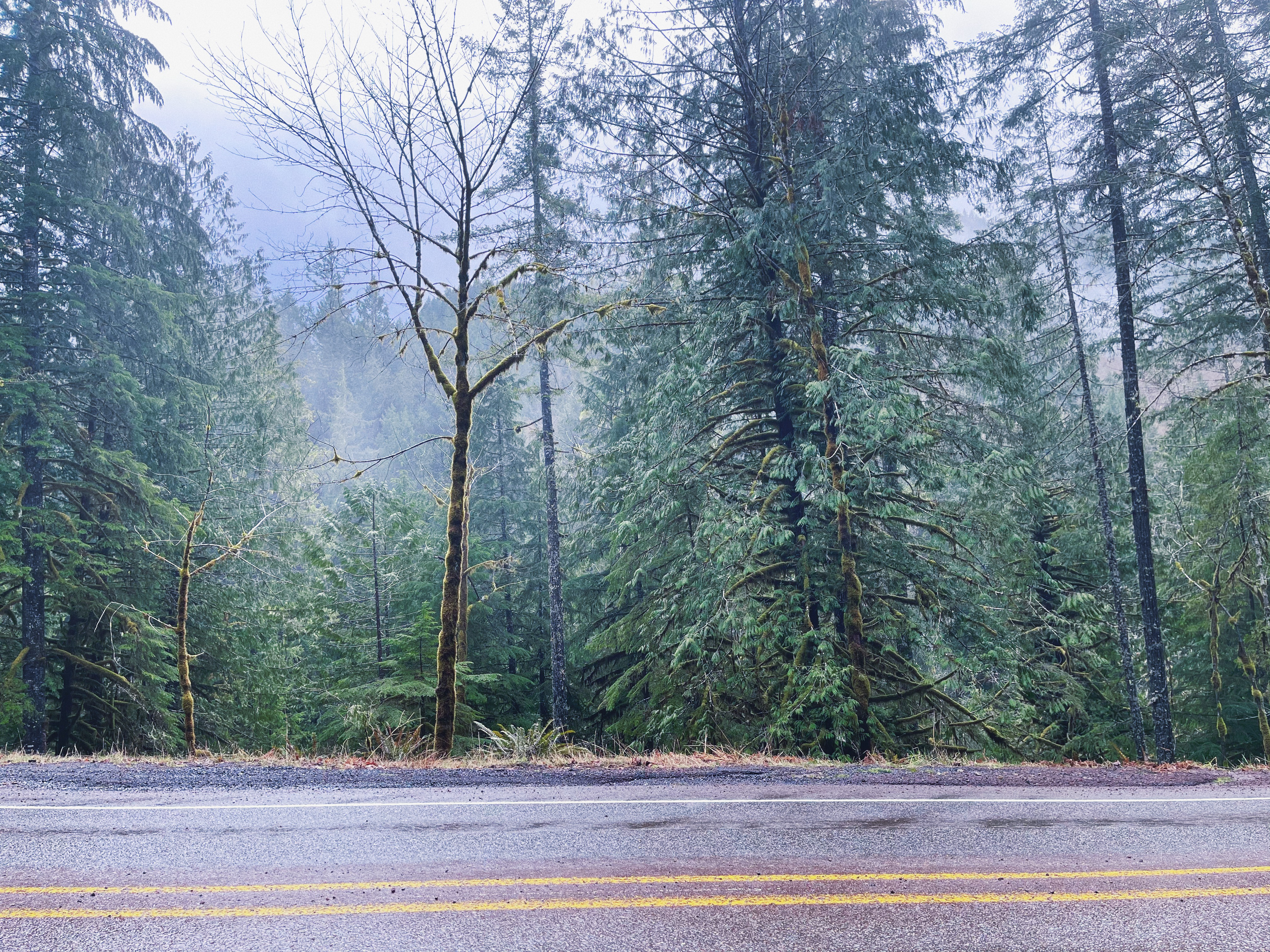 Trees covered with moss by the side of a road in Cascadia, Oregon.
