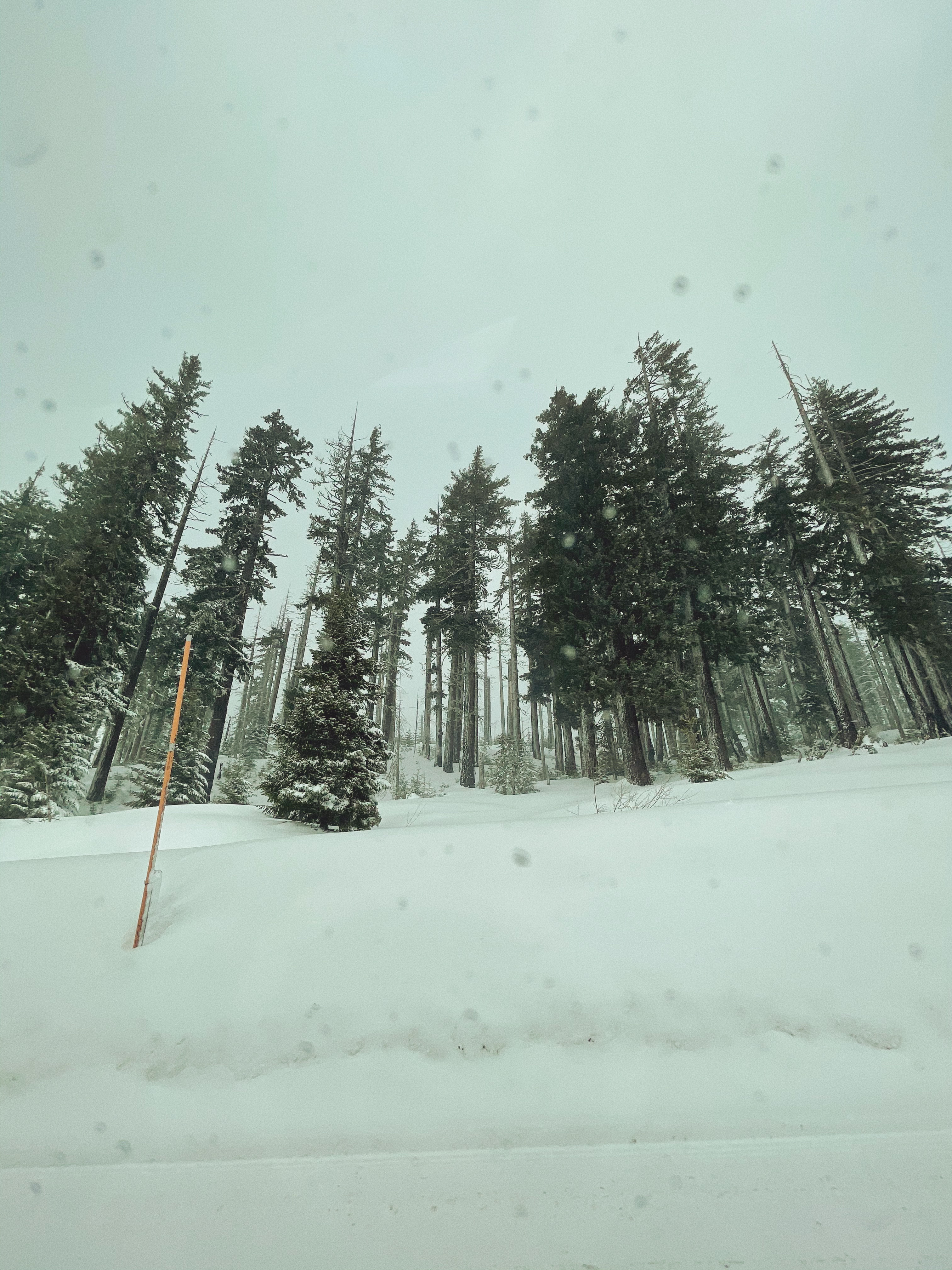 Snow-covered trees by the side of a road in Willamette National Forest in Oregon.