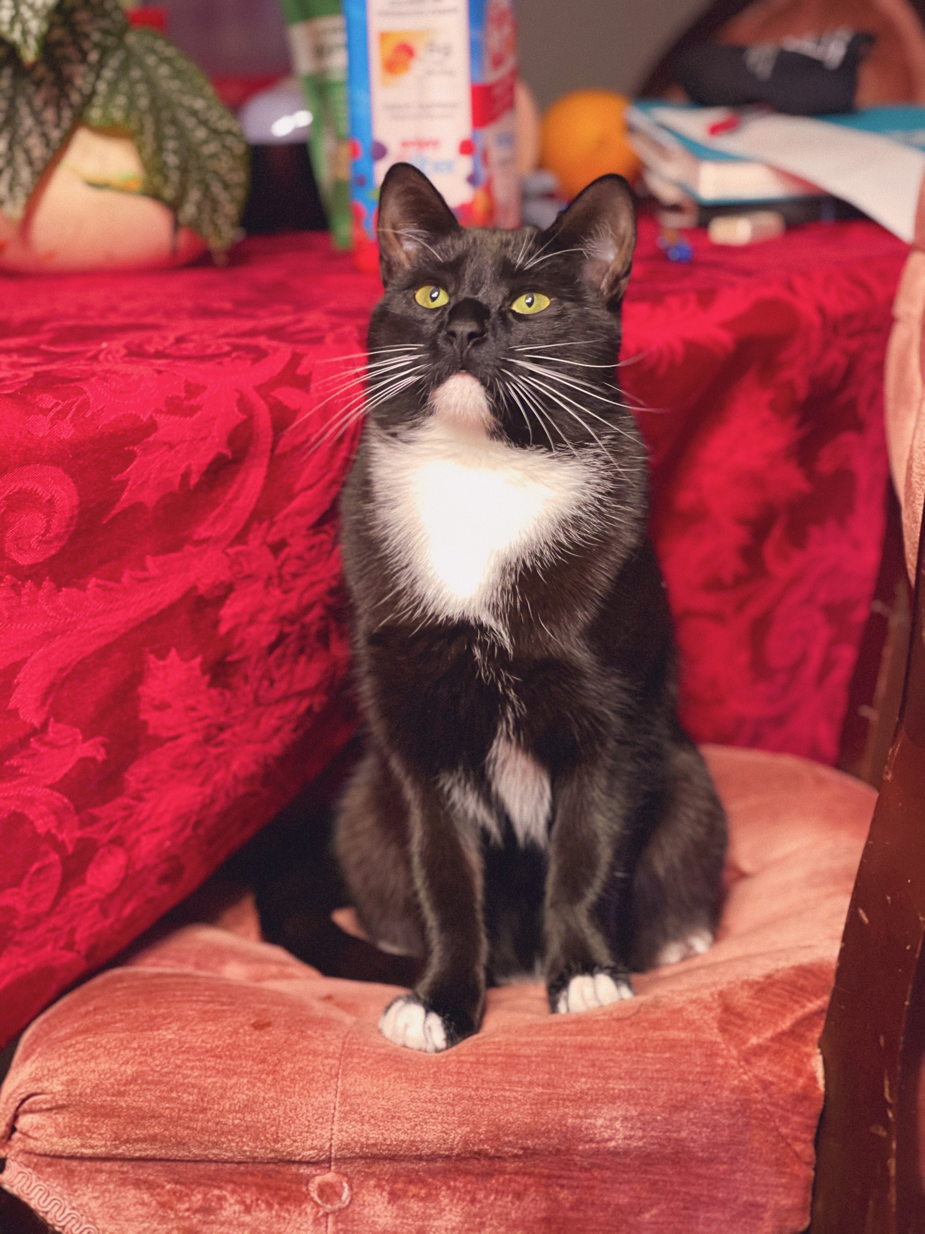 A black and white tuxedo cat sitting on a pink velvet chair next to a red tablecloth.