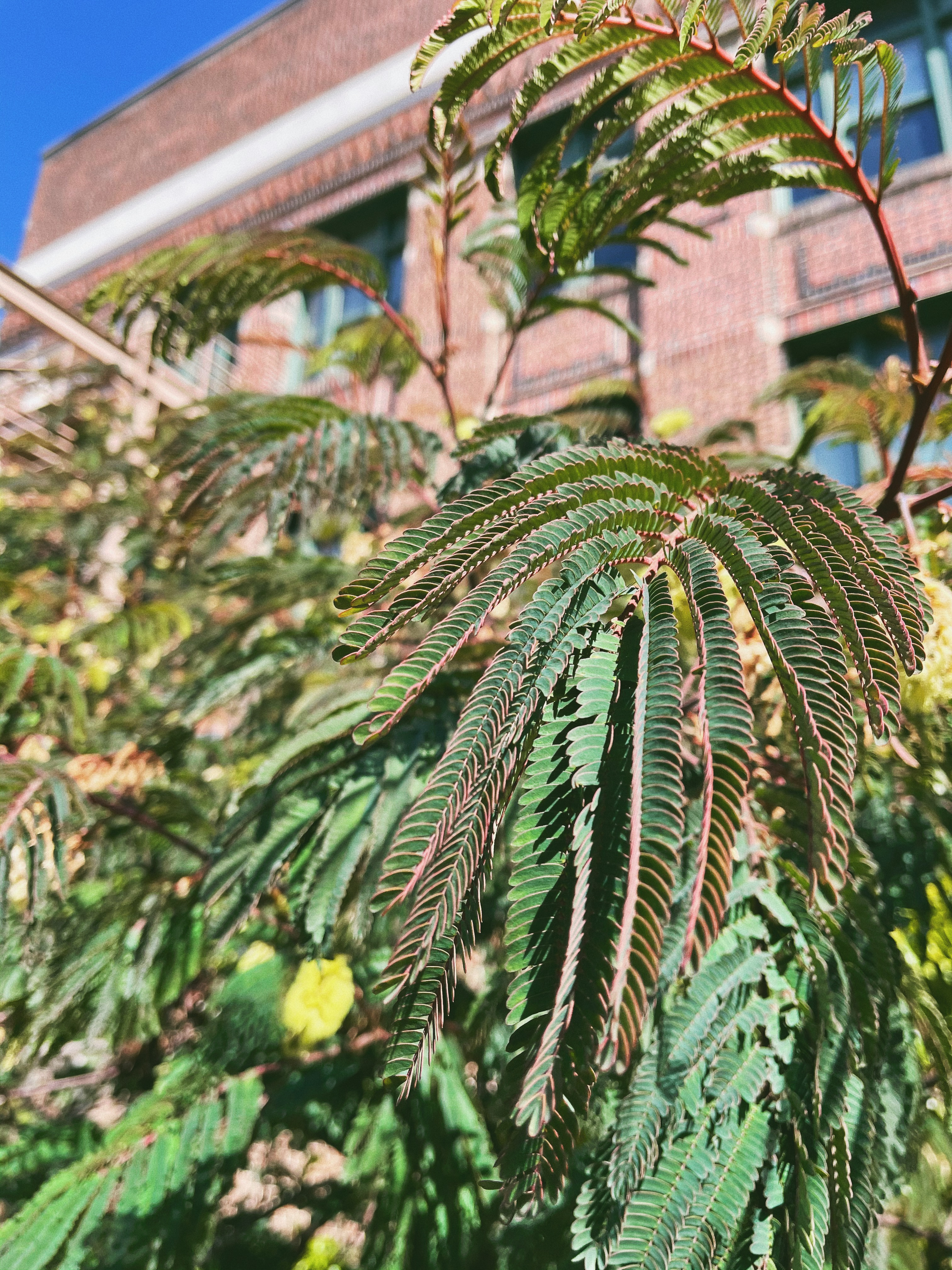 An unknown fern tree with delicate red edges along the fronds.