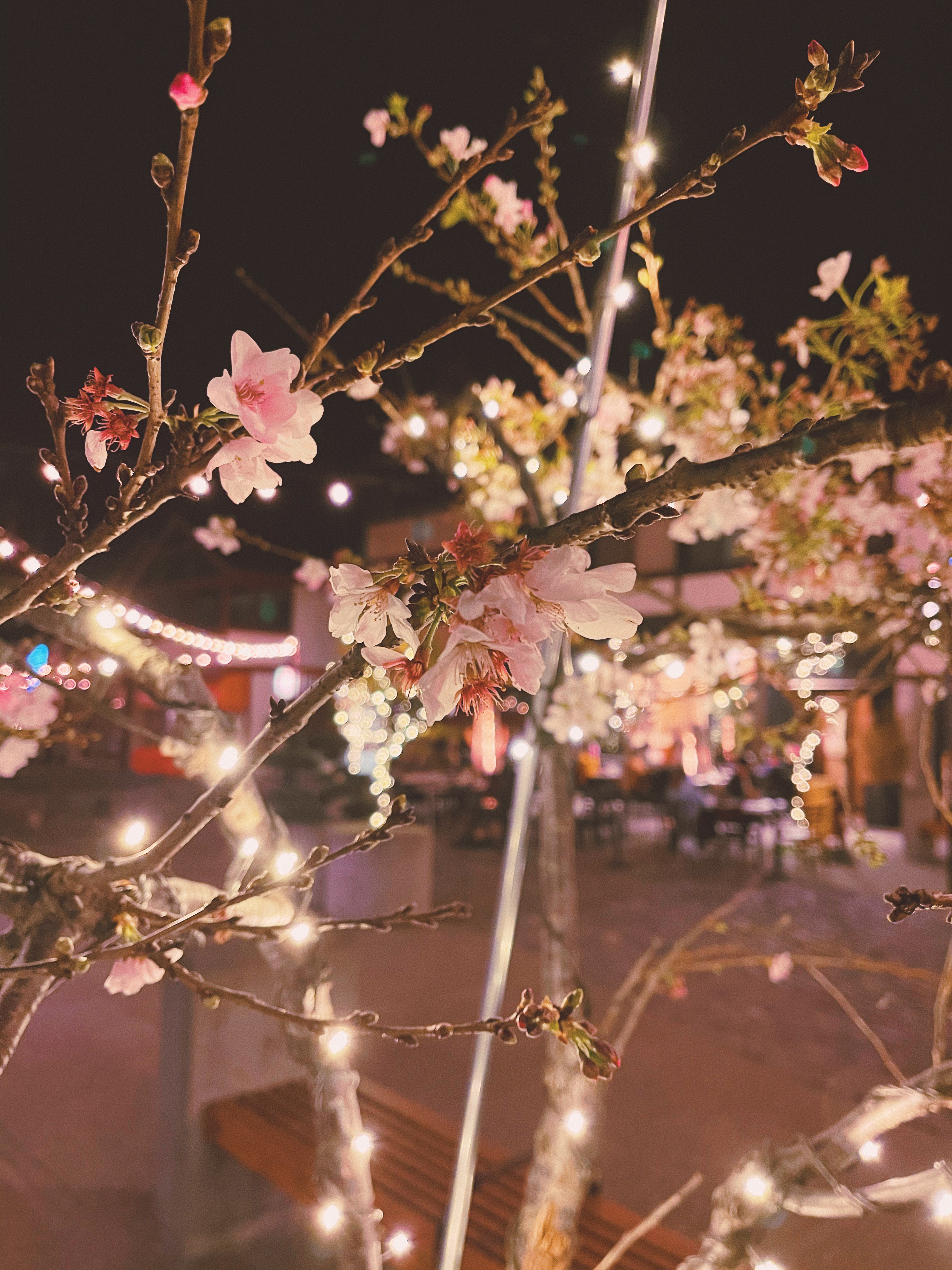 Cherry blossoms lit by fairy lights during an evening in San Francisco’s Japantown.
