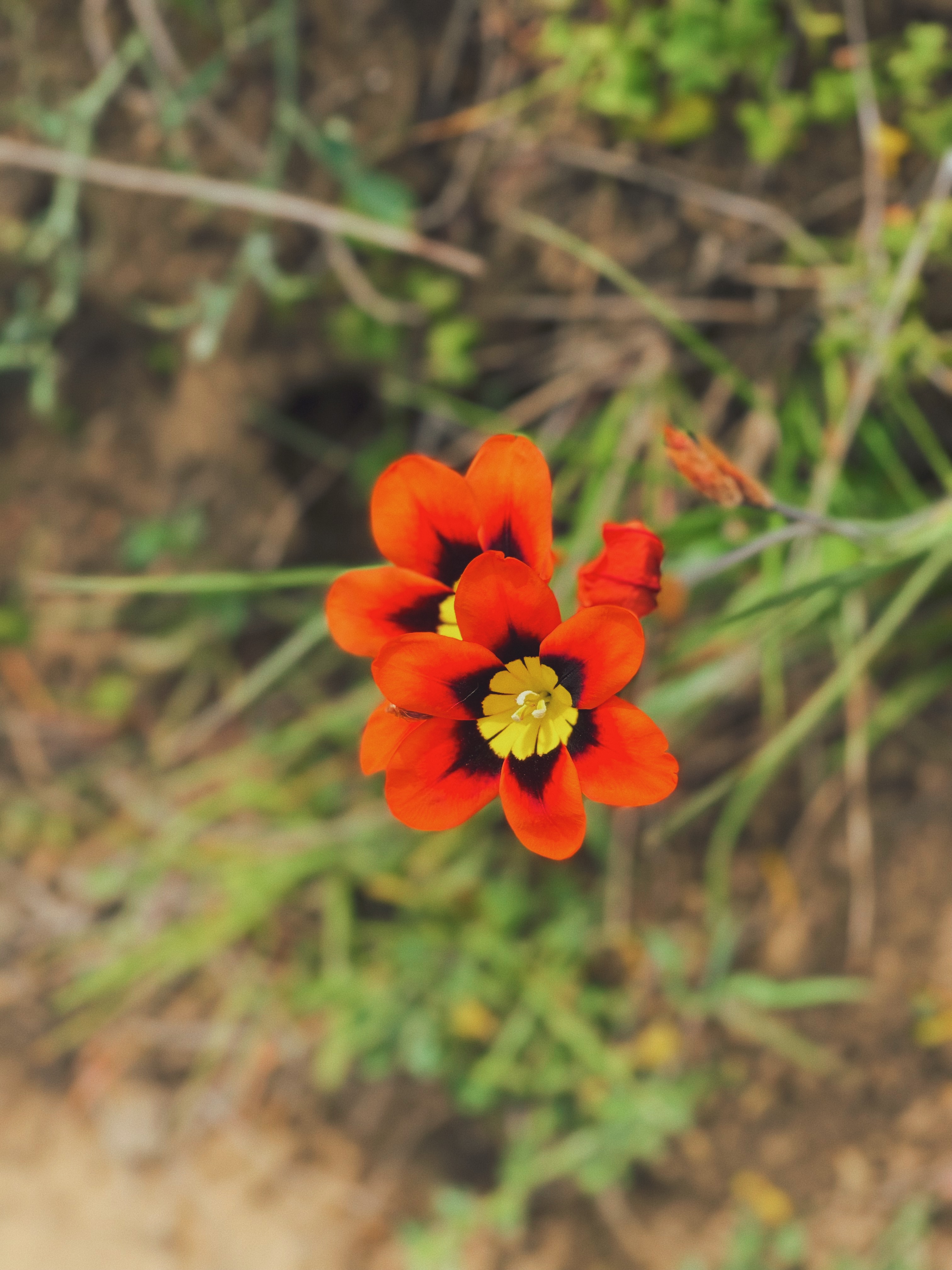 An orange flower in the Marin Headlands in Sausalito, California.