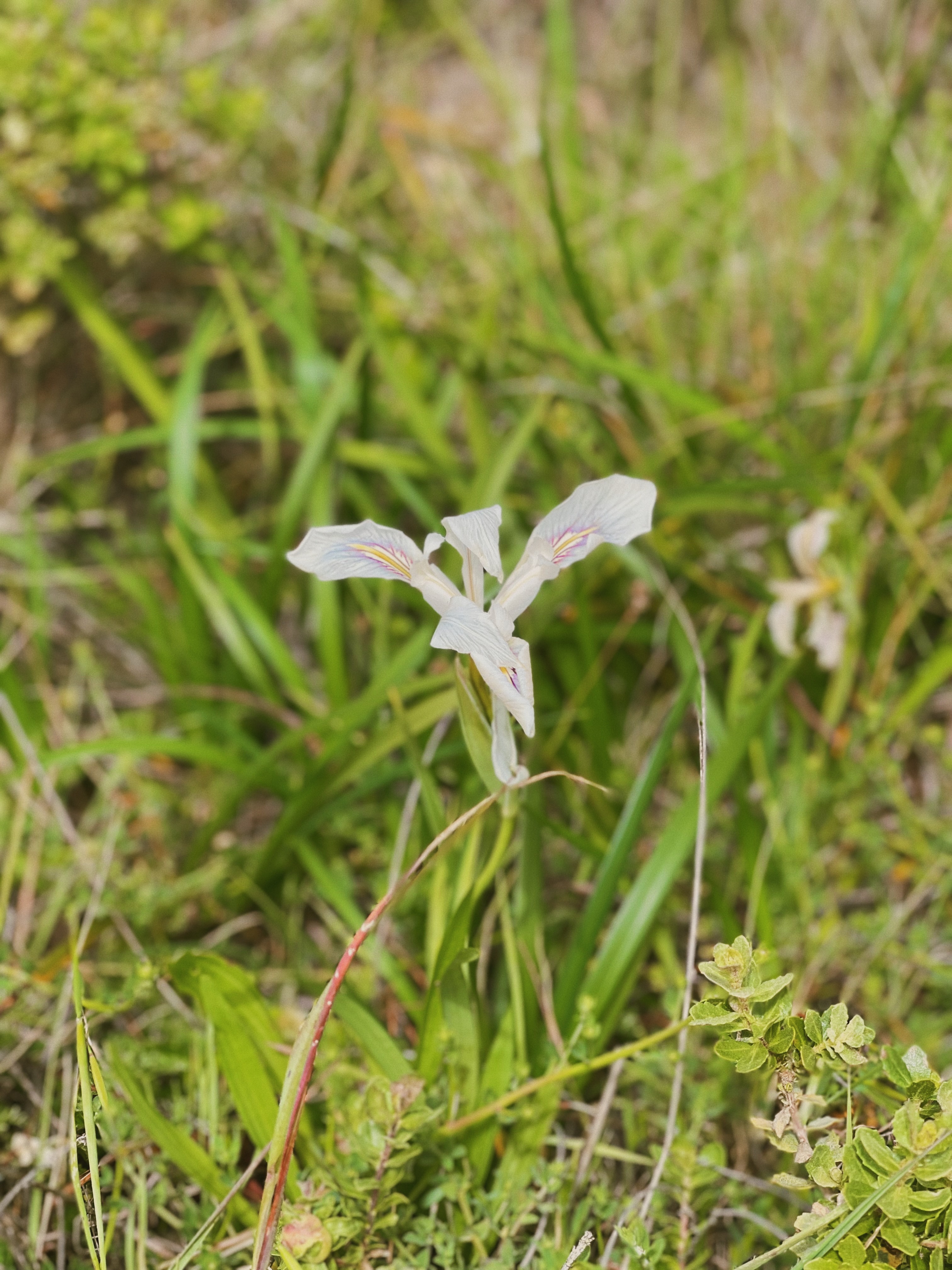 A white iris in the Marin Headlands in Sausalito, California.
