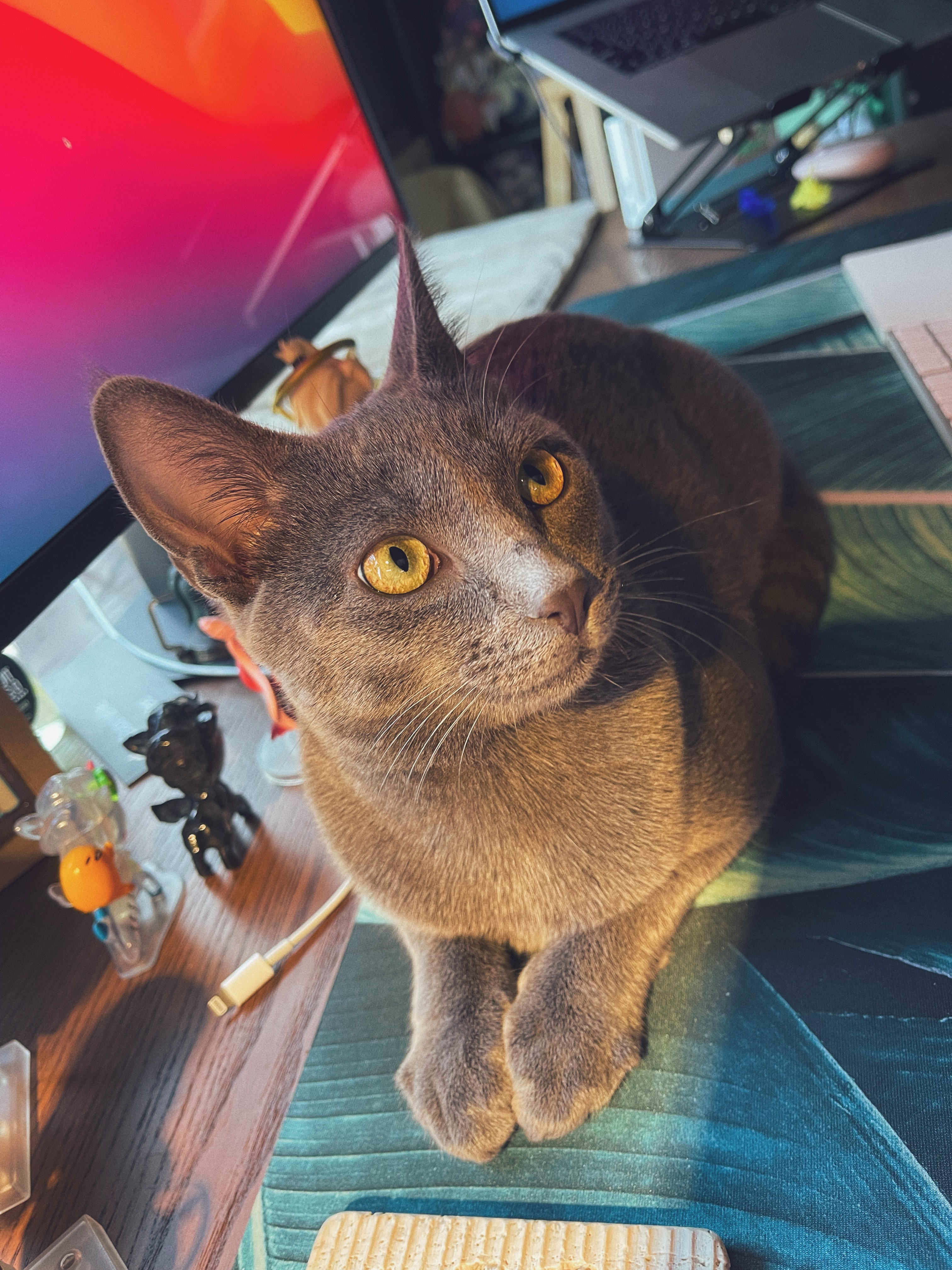 A grey kitten sitting on top of a wood desk in front of a computer monitor with a bright desktop background.