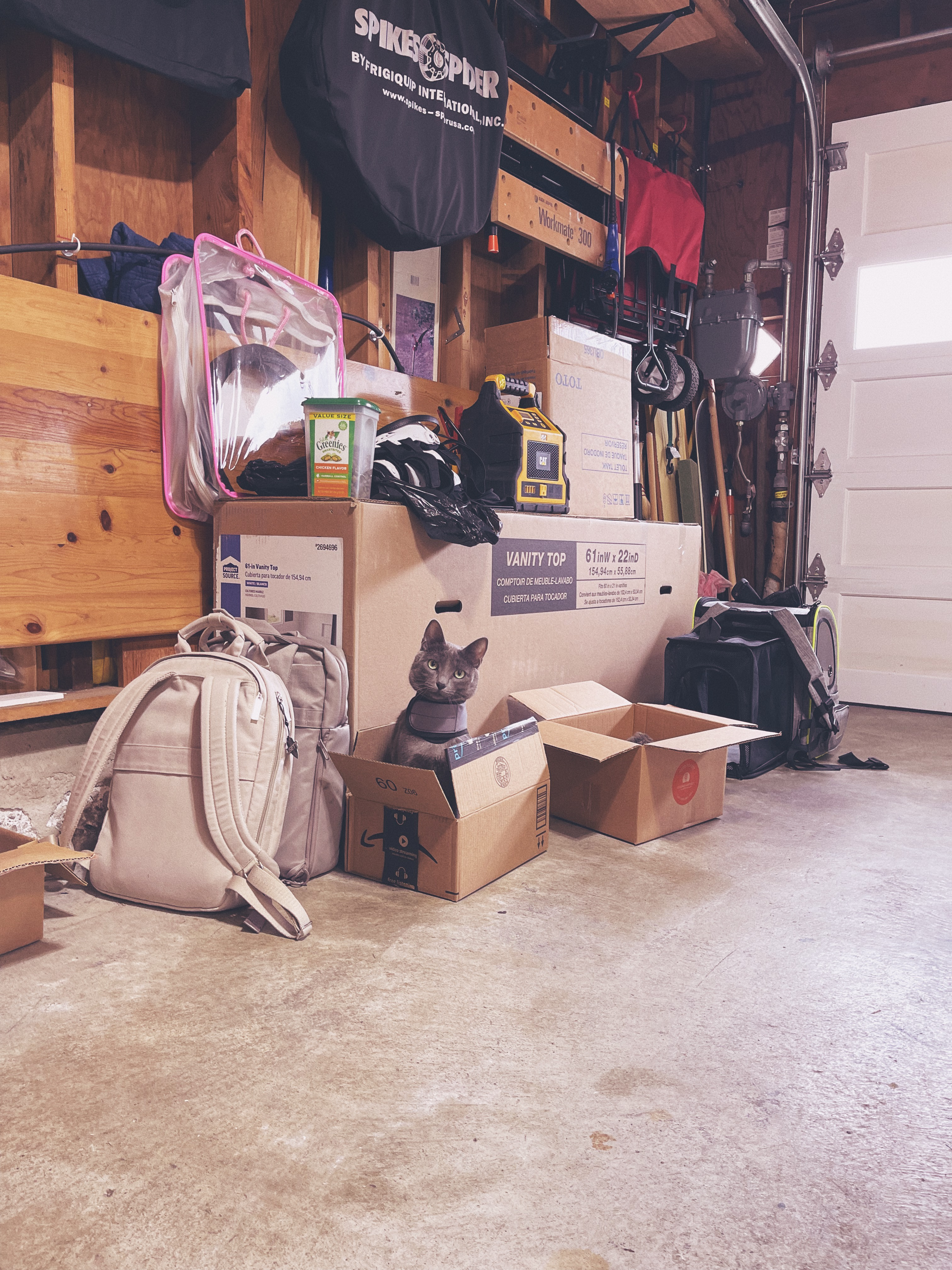 Cat in someone‘s garage