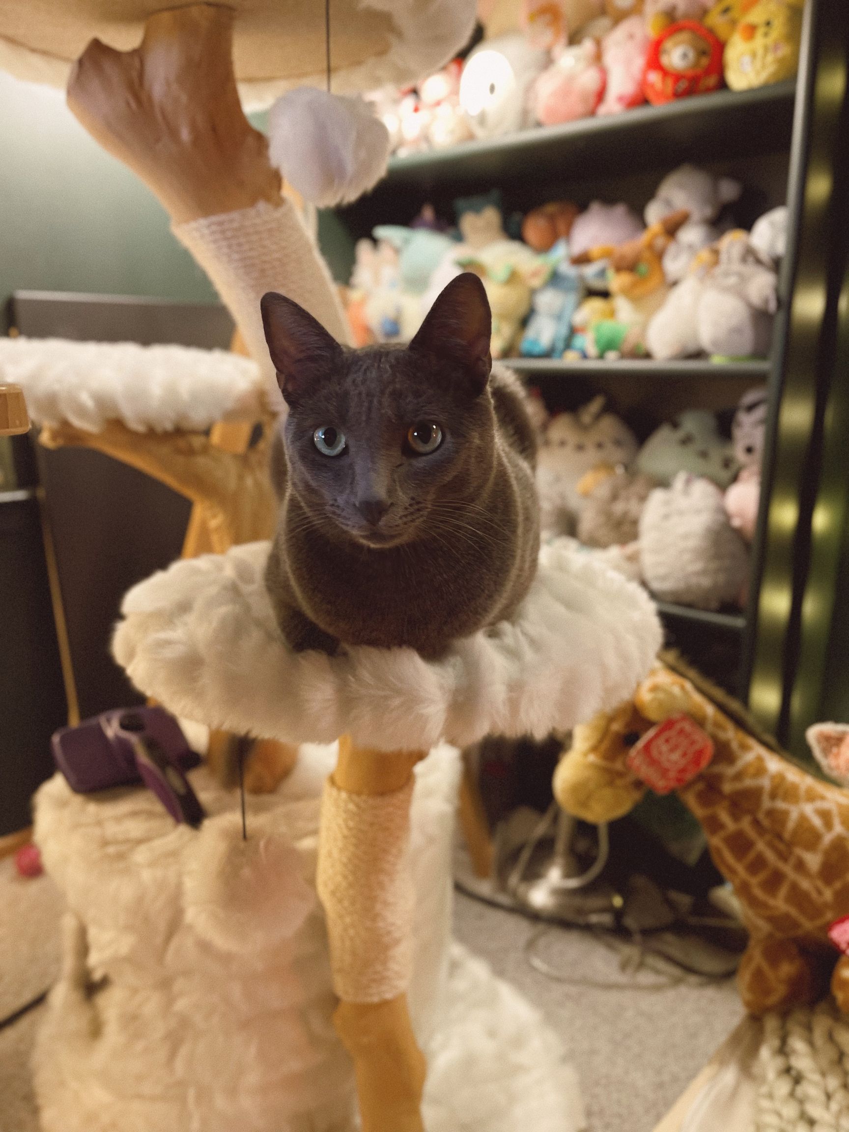 Cat on his cat tree
